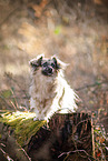 Jack-Russell-Terrier-Chihuahua in autumn