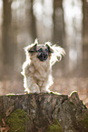 Jack-Russell-Terrier-Chihuahua in autumn