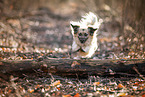 Jack-Russell-Terrier-Chihuahua in autumn