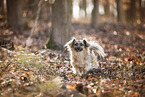 Jack-Russell-Terrier-Chihuahua in autumn