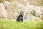 Poodle-Mongrel in the meadow