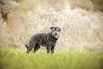 Poodle-Mongrel in the meadow