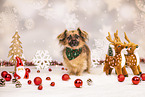 Jack-Russell-Terrier-Chihuahua in studio