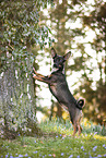 small Terrier-Mongrel