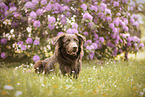 Flat-Coated-Retriever-Australian-Shepherd in summer