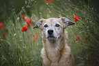 mongrel portrait