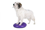 balancing Terrier-Mongrel