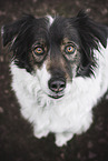 female Australian-Shepherd-Mongrel