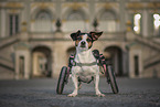 Jack-Russell-Terrier-Mongrel in wheelchair