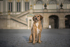 Terrier-Mongrel