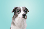 Australian-Shepherd-Border-Collie Portrait