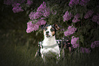 Jack-Russell-Terrier-Mongrel in wheelchair