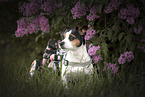 Jack-Russell-Terrier-Mongrel in wheelchair