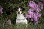 Jack-Russell-Terrier-Mongrel in wheelchair