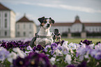 Jack-Russell-Terrier-Mongrel in wheelchair