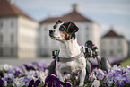 Jack-Russell-Terrier-Mongrel in wheelchair