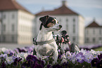 Jack-Russell-Terrier-Mongrel in wheelchair