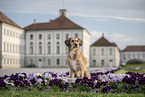 Terrier-Mongrel