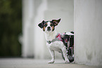 Jack-Russell-Terrier-Mongrel in wheelchair