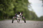 Jack-Russell-Terrier-Mongrel in wheelchair