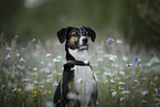 female mongrel