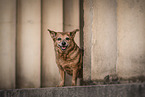 old female Terrier-Mongrel