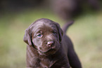 mongrel puppy