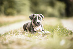 young Staffordshire-Terrier-Mongrel