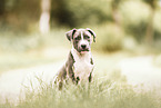 young Staffordshire-Terrier-Mongrel