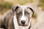 young Staffordshire-Terrier-Mongrel