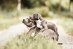 Staffordshire-Terrier-Mongrels