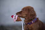 red Cocker-Spaniel-Mongrel