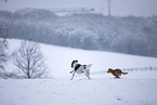 2 dogs