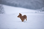 red Cocker-Spaniel-Mongrel