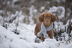 red Cocker-Spaniel-Mongrel