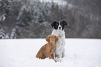 2 dogs