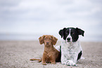 2 dogs