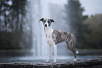 Sighthound-Border-Collie