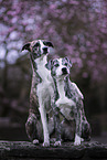 2 Sighthound-Border-Collies