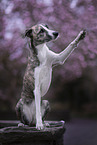 Sighthound-Border-Collie