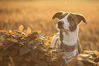 Sighthound-Border-Collie