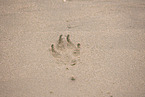 pawprint