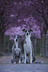 2 Sighthound-Border-Collies
