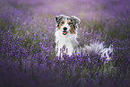 Australian-Shepherd-Border-Collie in summer
