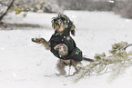 Dachshund-Yorkshire-Terrier