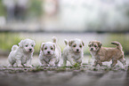 Bolonka-zwetna-Havanese Puppies