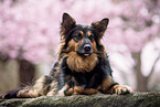 Shepherd-Border-Collie