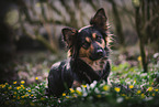 Shepherd-Border-Collie