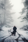 Shepherd-Border-Collie