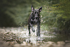 Rhodesian-Ridgeback-Dalmatian
